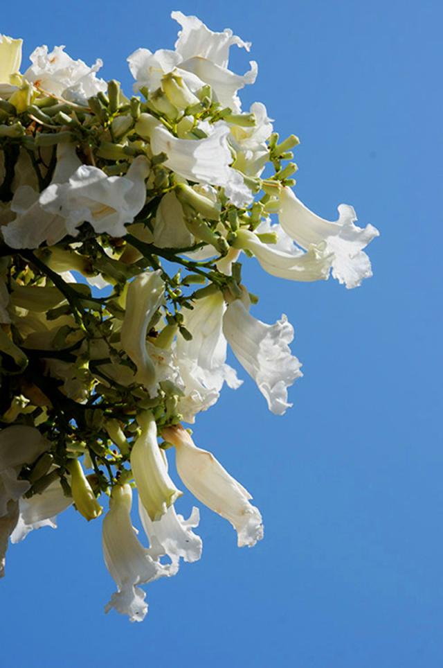 Hoa phượng trắng
